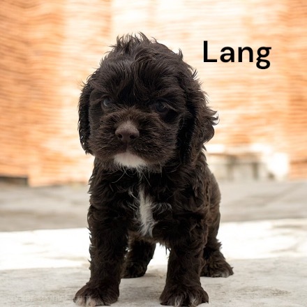 puppy, for, sale, Cocker Spaniel, Joe & Cherri  Overlease, dog, breeder, Miller, MO, dog-breeder, puppy-for-sale, forsale, nearby, find, puppyfind, locator, puppylocator, aca